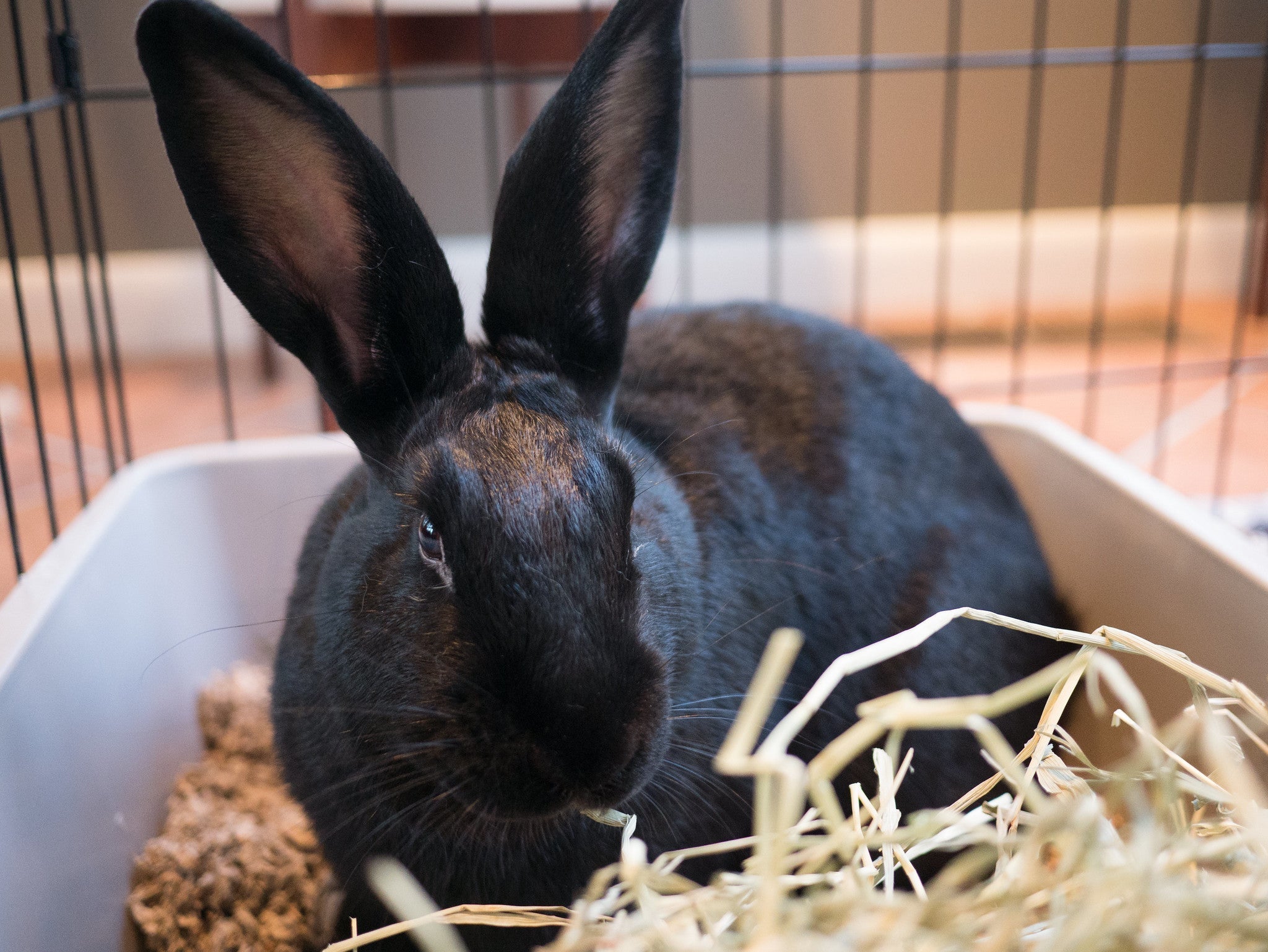 Hopping into Happiness: Your Comprehensive Guide to Rabbit Care