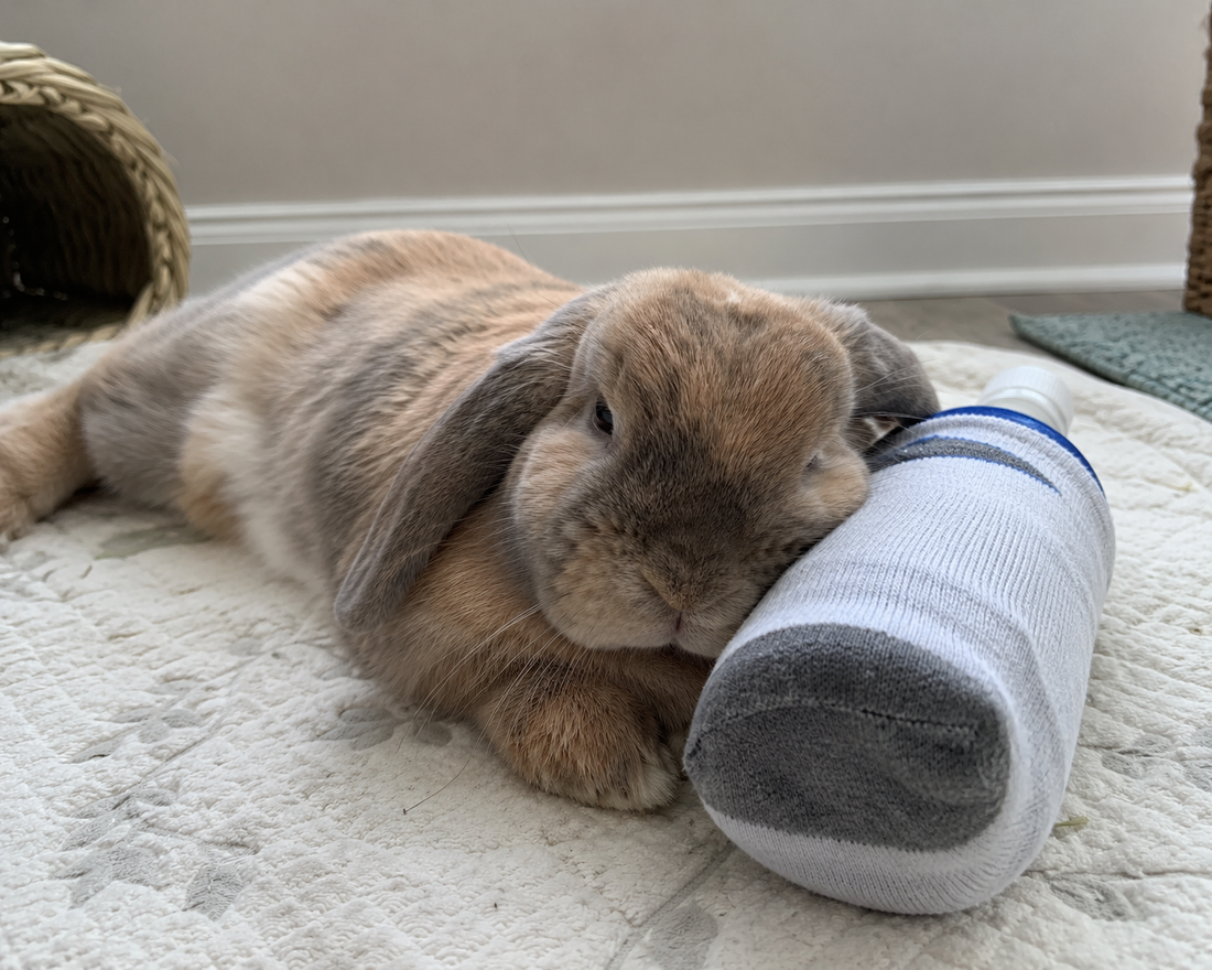 Beat the Heat: A Guide to Keeping Small Pets Cool in Summer