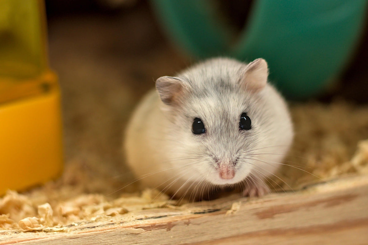 Caring for a Hamster