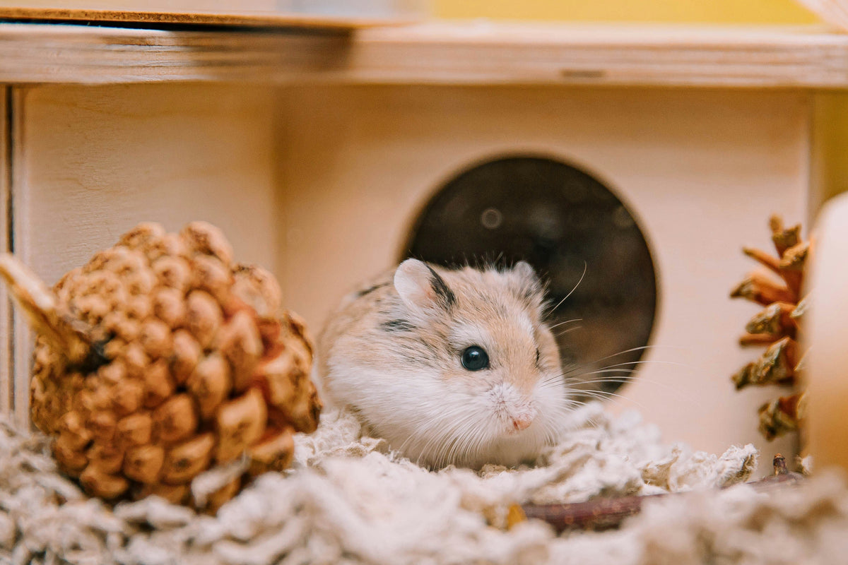 Hamster in a safe enclosure