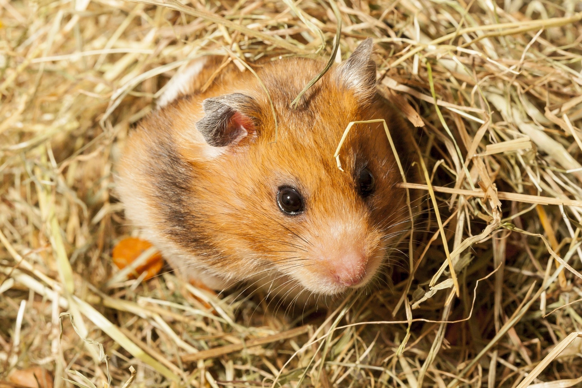 Hamster Hay