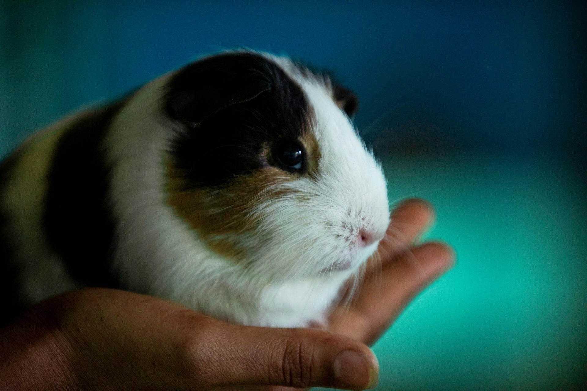 Guinea Pig Bedding