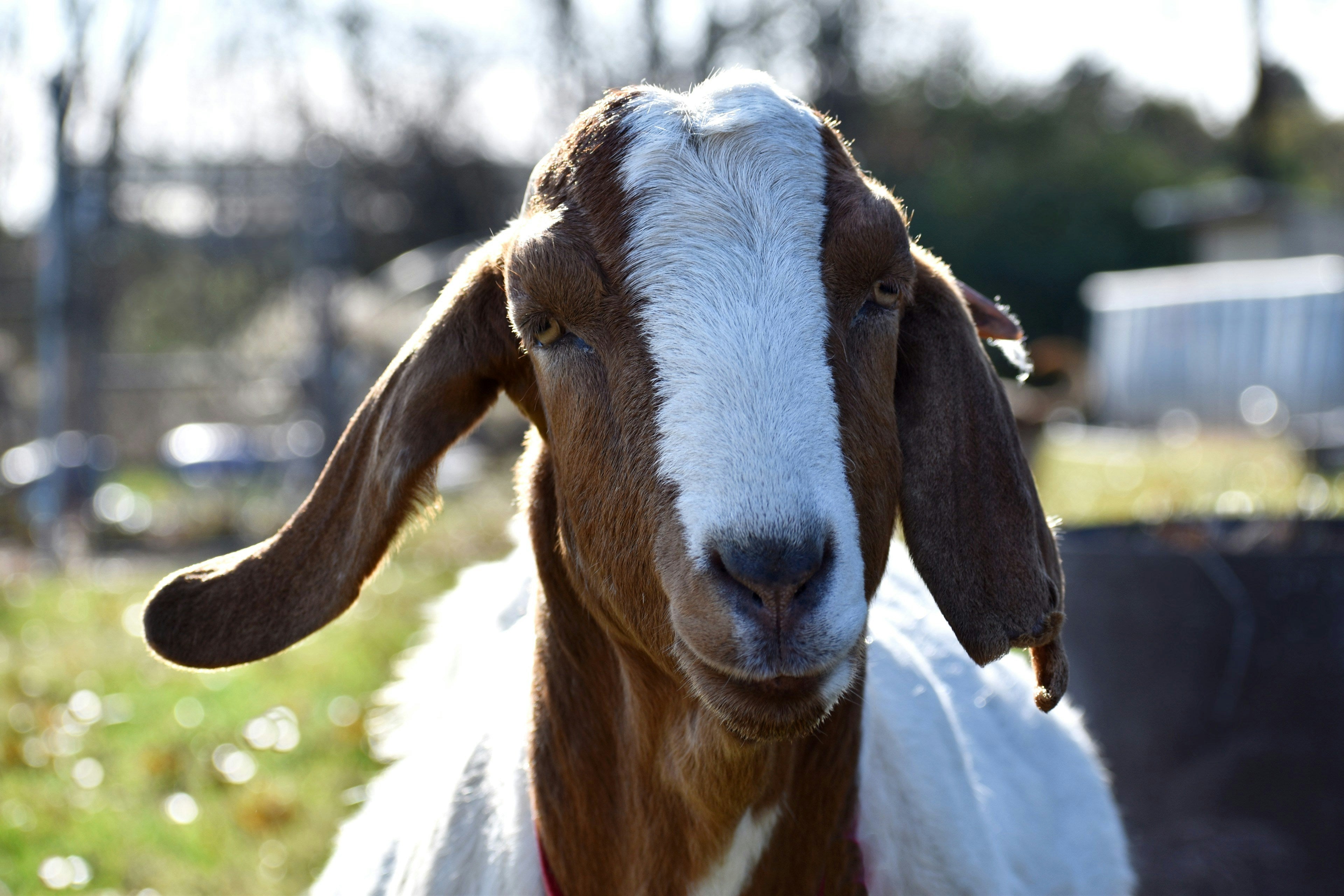 Goat Treats