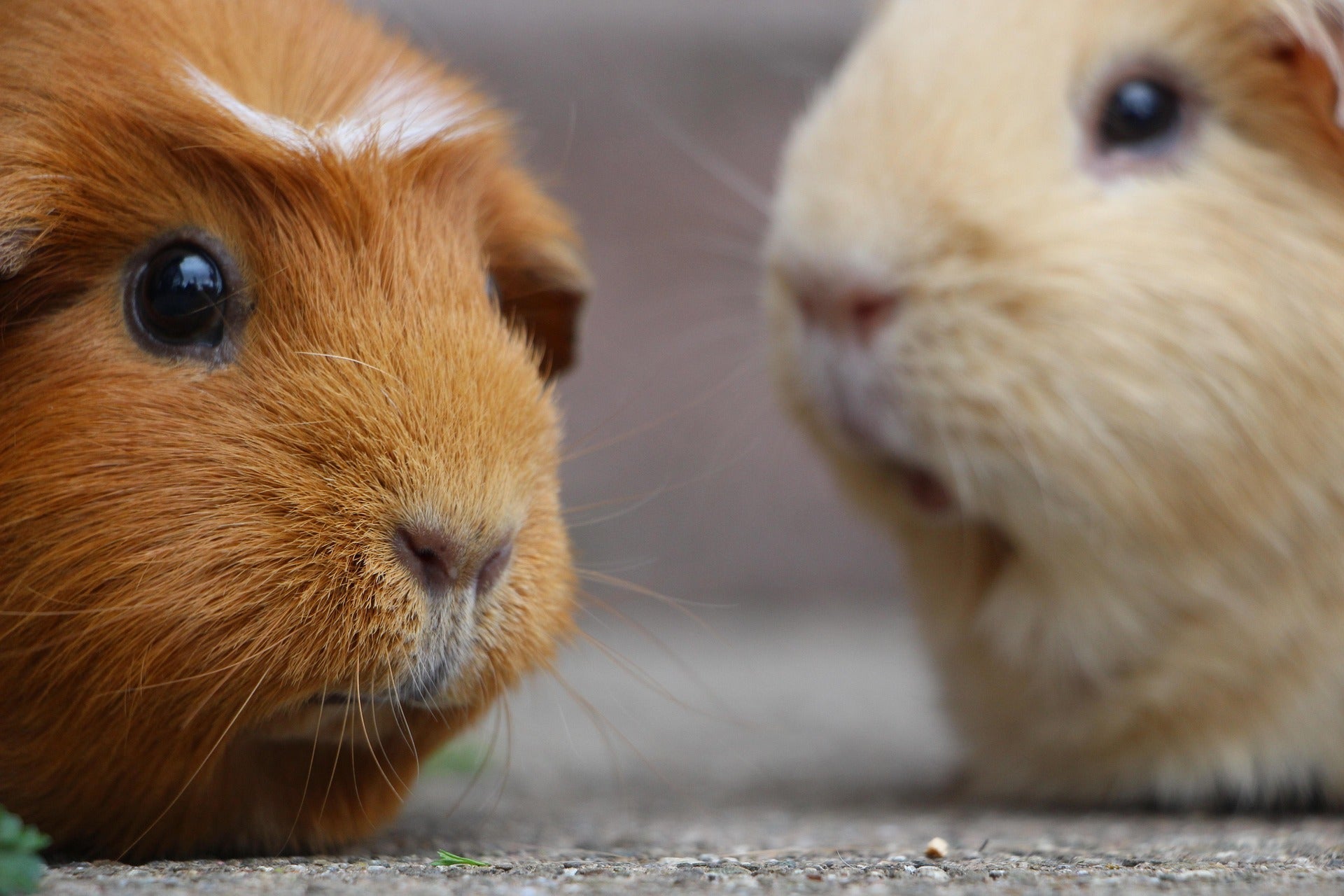 Guinea Pig Hay