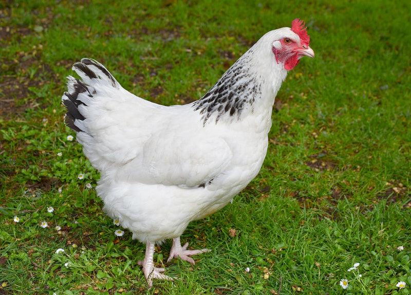 Chickens