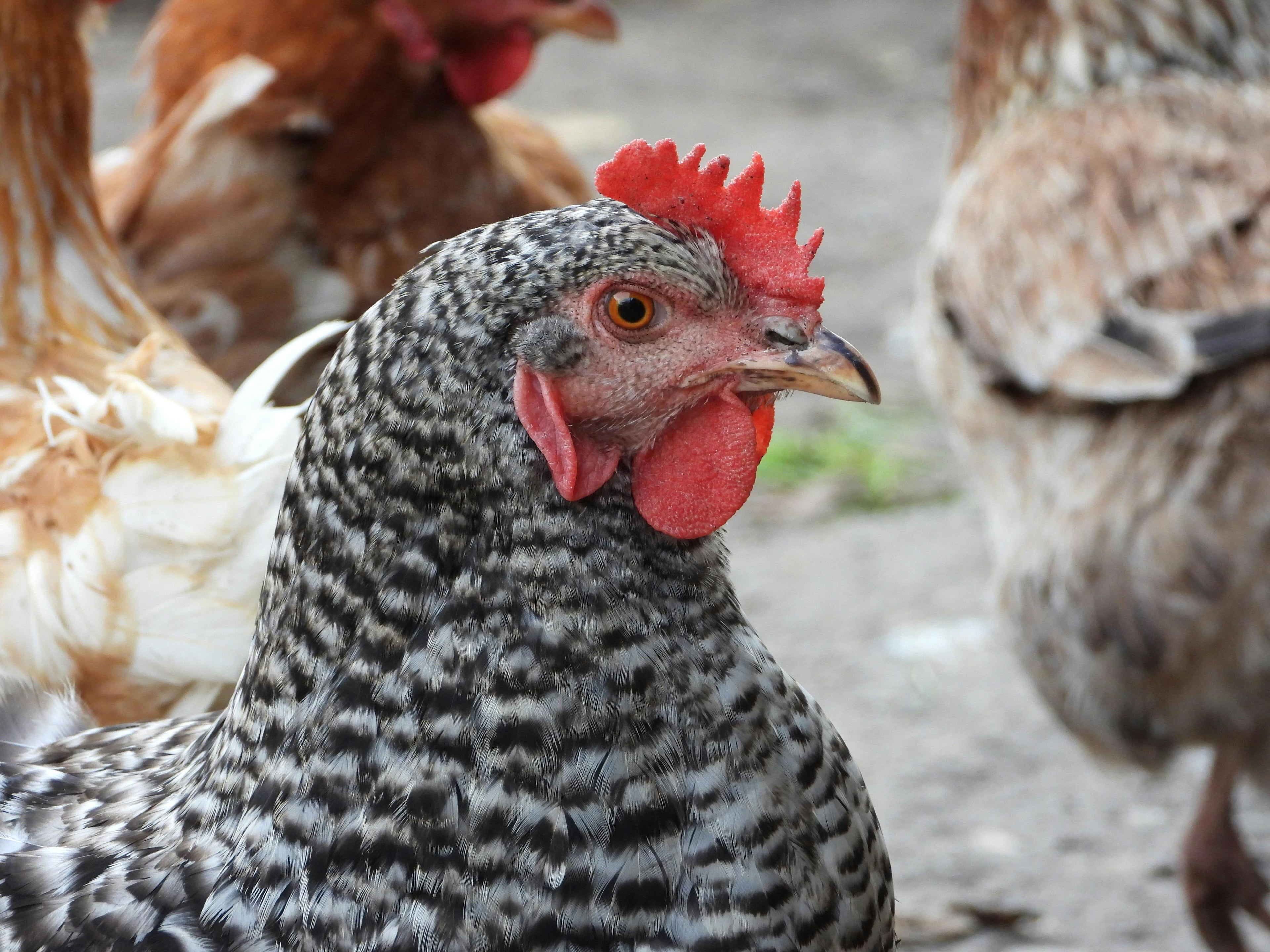 Chicken Treats