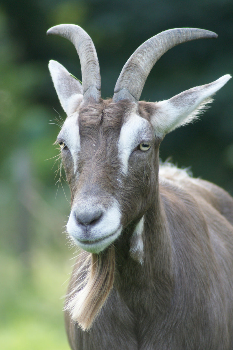 Goats