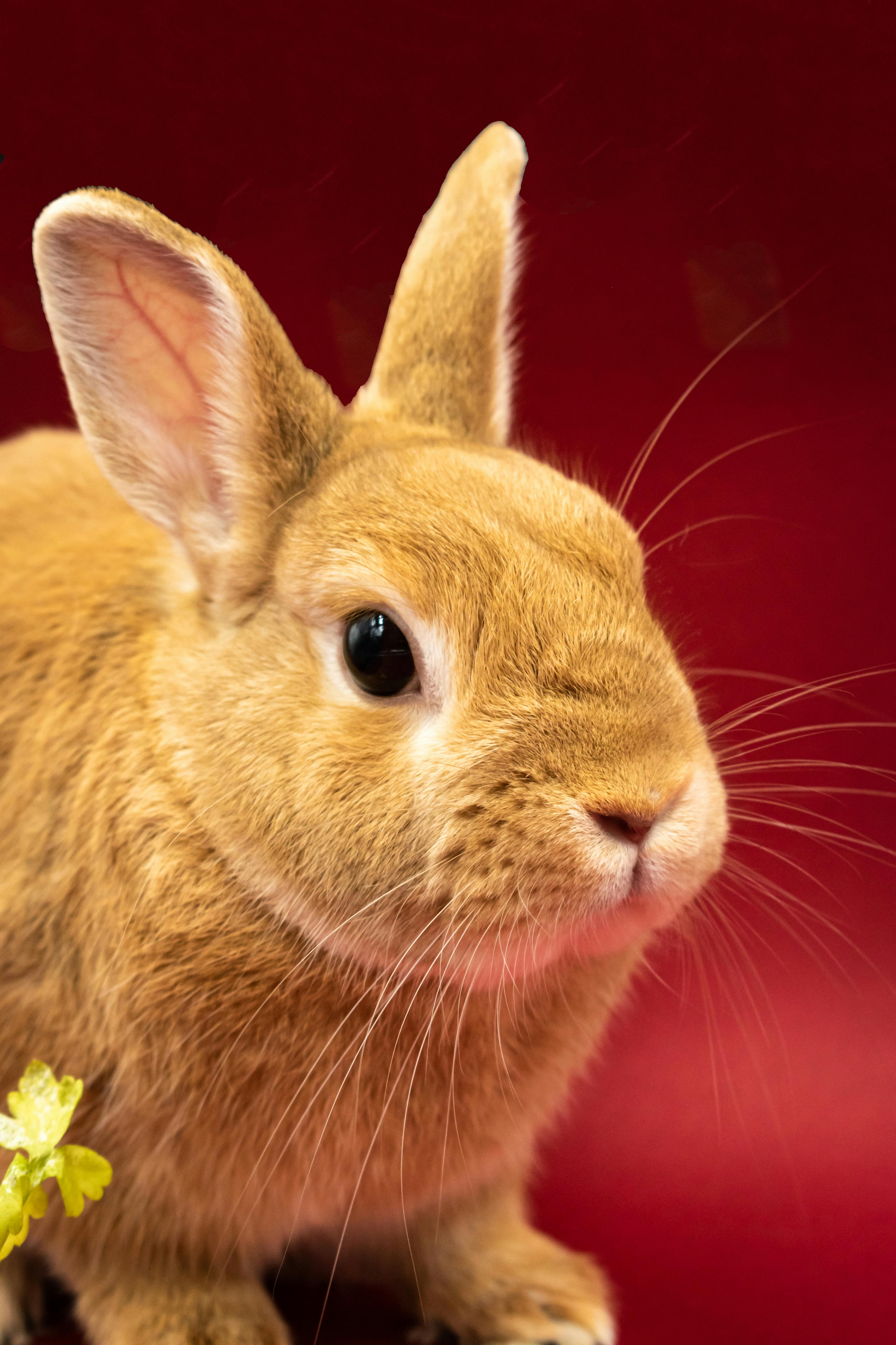 Rabbit Treats