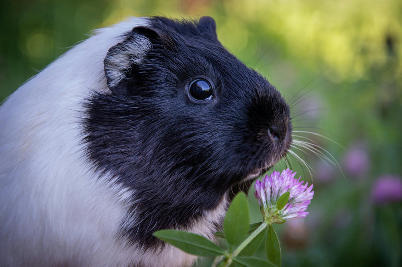 Guinea Pigs