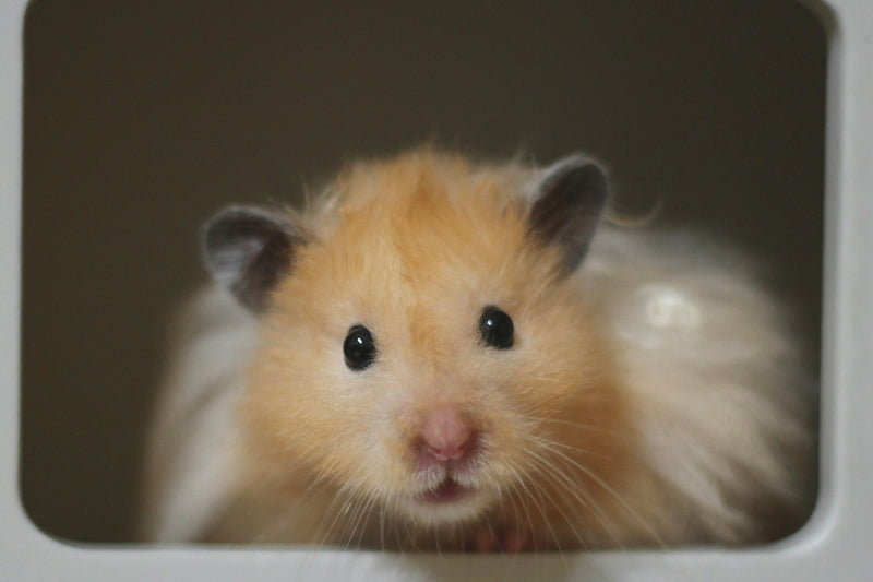Hamsters