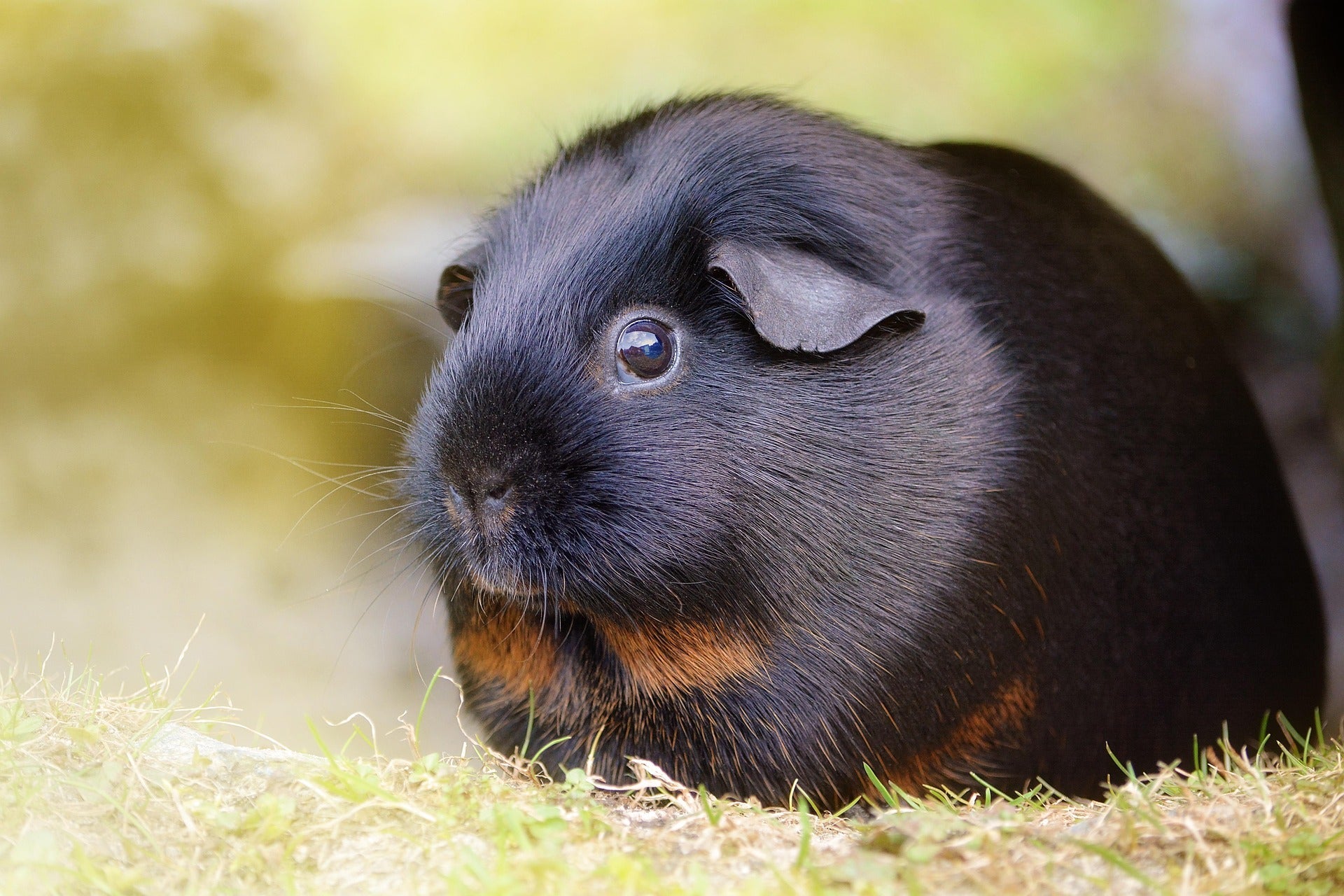Guinea Pig Treats