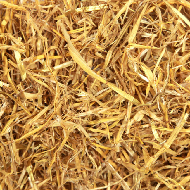 Golden Barley Straw image 2