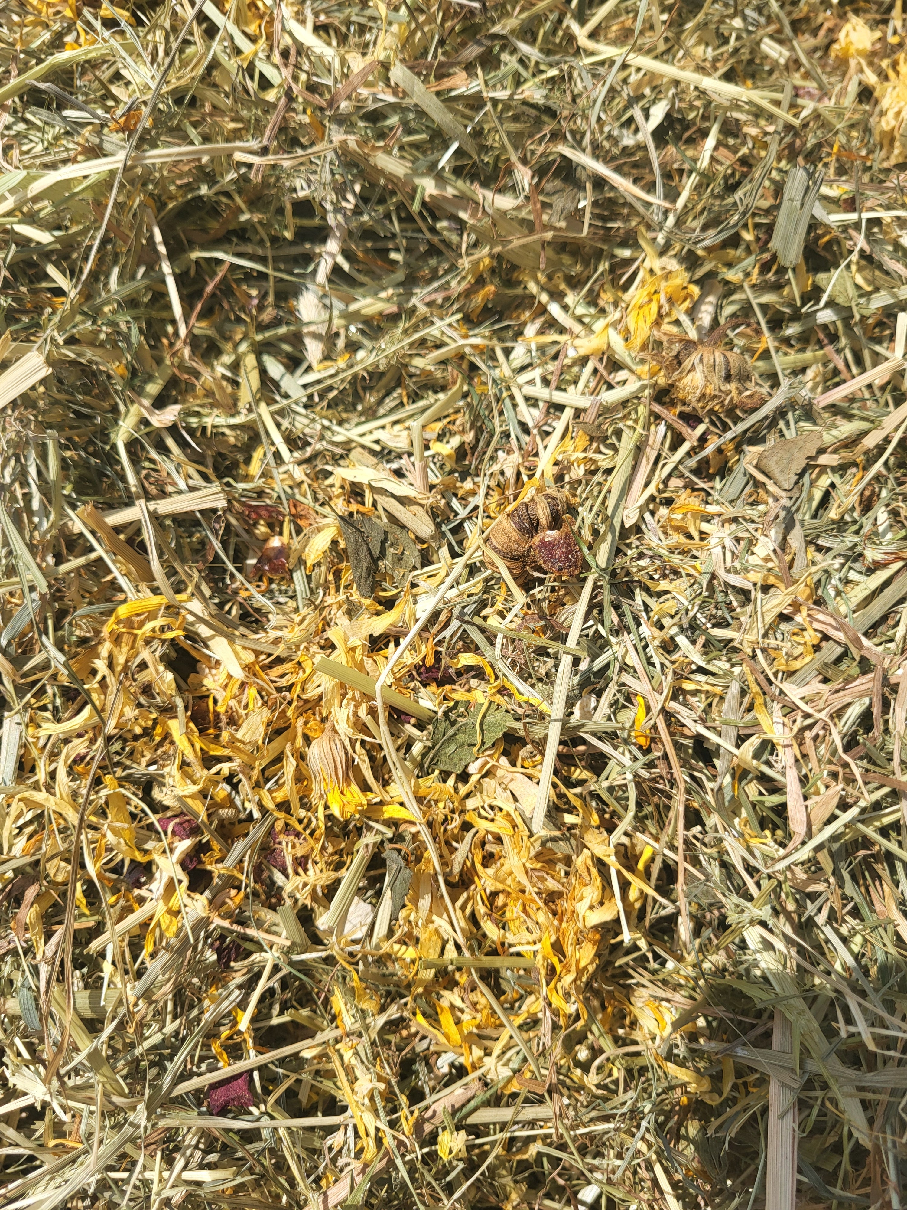 Close up image of blended Hay and Marigolds for Marigold Hay