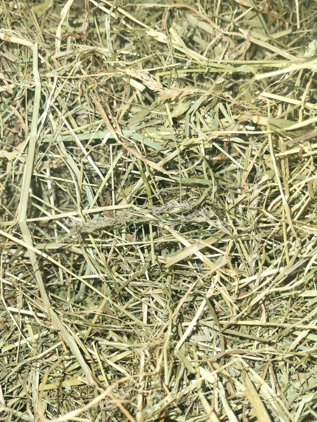 close up sample of Timothy Hay