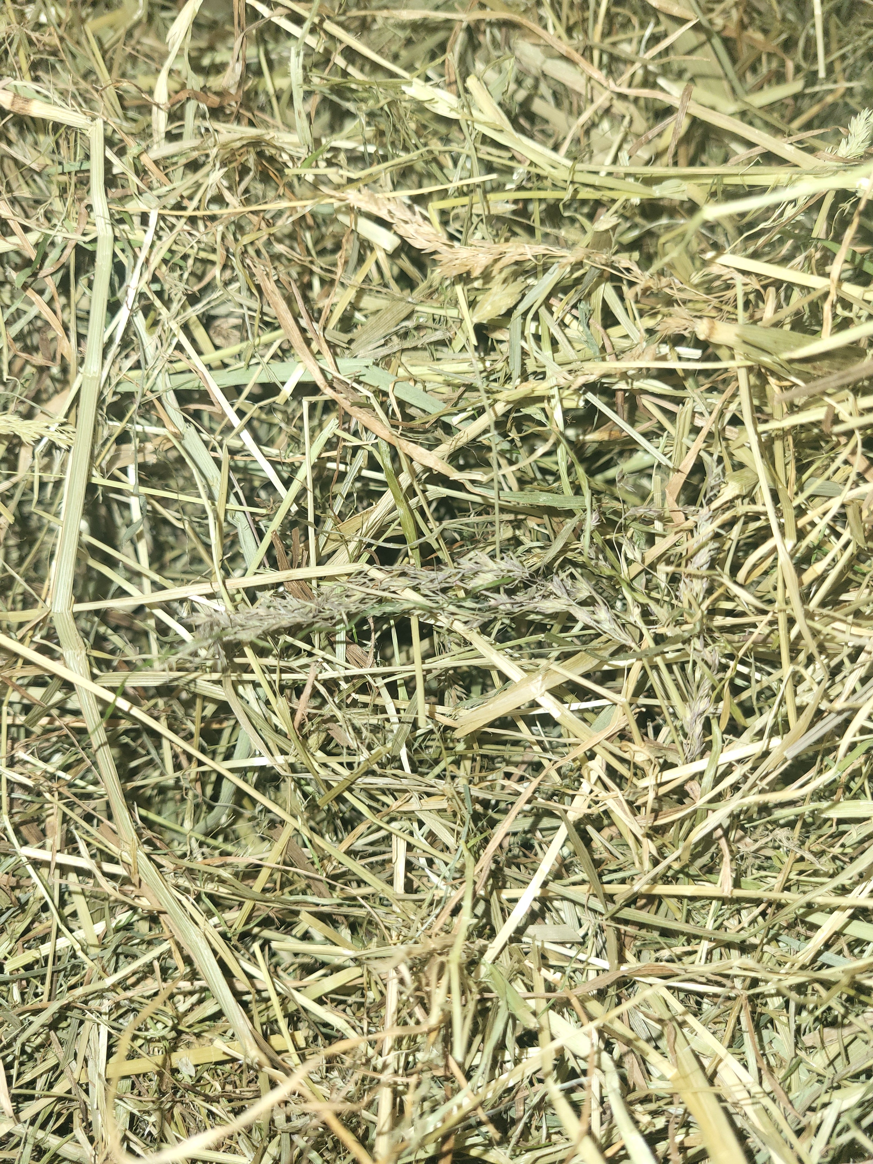 close up sample of Timothy Hay